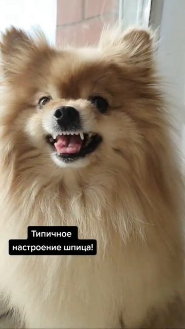 Когда шпицинка встала не с той ноги!