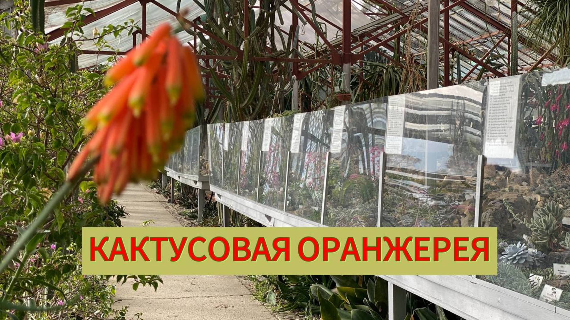 КРЫМ / КАКТУСОВАЯ ОРАНЖЕРЕЯ / НИКИТИНСКИЙ БОТАНИЧЕСКИЙ САД / ЯЛТА смотреть онлайн