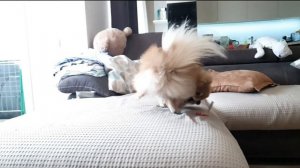 Прыжки шпица в замедленной съёмке!