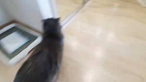 Бася и Рыся не скучают!