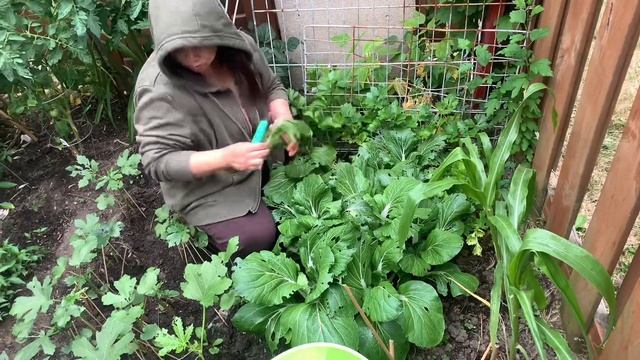 Backyard Gardening sa Canada 🌱 🇨🇦 🇵🇭 #farming #filipino #buhaycanada смотреть онлайн