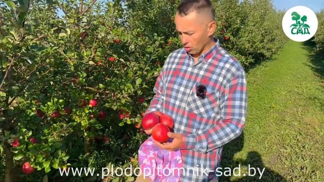 Яблоня ПАМЯТЬ СЮБАРОВОЙ. Регулярное плодоношение, длительное хранение, хорошие вкусовые качества. смотреть онлайн