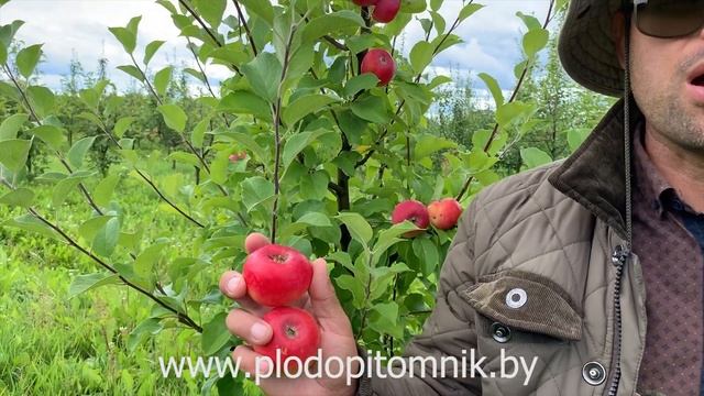 Яблоня полукультурка сорт СЕРЕБРЯНОЕ КОПЫТЦЕ. Неубиваемый летний сорт яблок. смотреть онлайн