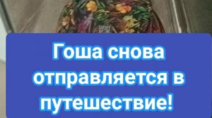 ГОША СНОВА ОТПРАВЛЯЕТСЯ В ПУТЕШЕСИВИЕ. НО КУДА?