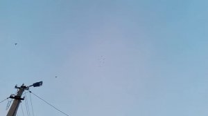 николаевские голуби Первомайска Тамбовской области 05 03 2018года