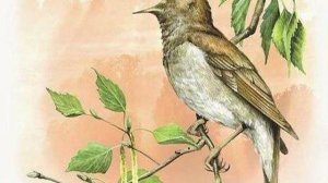 Соловьи | И. А. Крылов