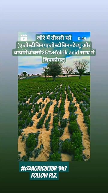 #nature #unjamandi#jira🌿🌾#new #shortvideo #@agricultur947🥰🥰🥰🥰जीरे की फसल смотреть онлайн