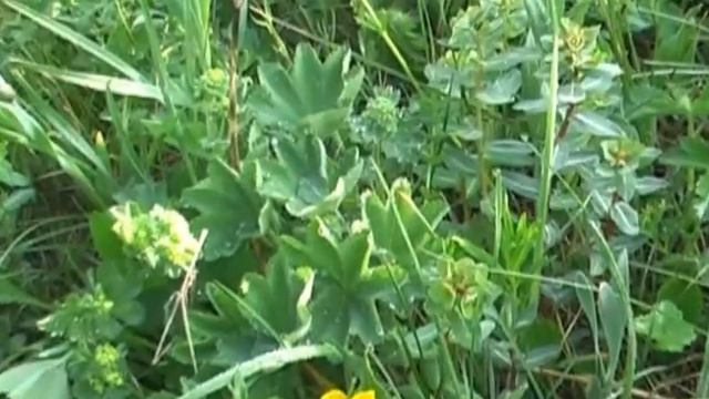 Большой Нарын. Нарын. 2023 смотреть онлайн