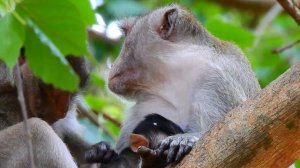 Very kind and smart mom monkey Jane controlled her BB Jonna when she is getting milk | MakeUp Dream