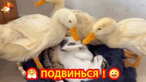 Утки долго сушились и пристраивались к Коту погреться в лежаночку ❣️🤗🥰