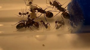 Кампонотус никобаренсис (Camponotus nicobarensis) Мечта осуществилась!!!