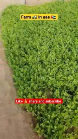 spring onions, spinach, celery, coriander farms in uae 🇦🇪 |##shortvideo #yutubeshorts #trending