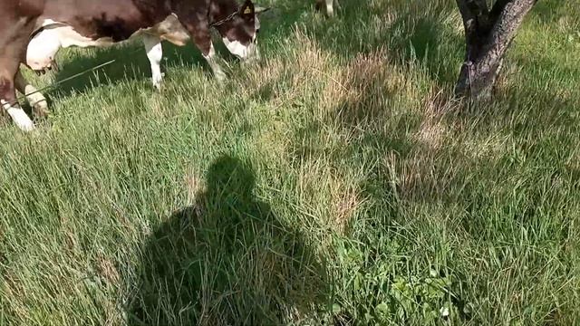 ‼️2-х разовая дойка с отёла 🐮🥛❓пропало молоко 😱 мастит 😱 farmer milk cow 🐄