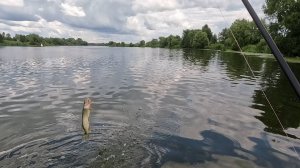 Поклевка щуки Дубна