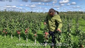 Яблоня колонновидная МОСКОВСКОЕ ОЖЕРЕЛЬЕ Обильный урожай на двухлетнем дереве.