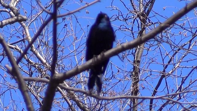 Grackle Call 4 HQ HD смотреть онлайн