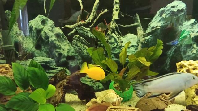 мой цихлидник преобразился 🐟🐬 смотреть онлайн