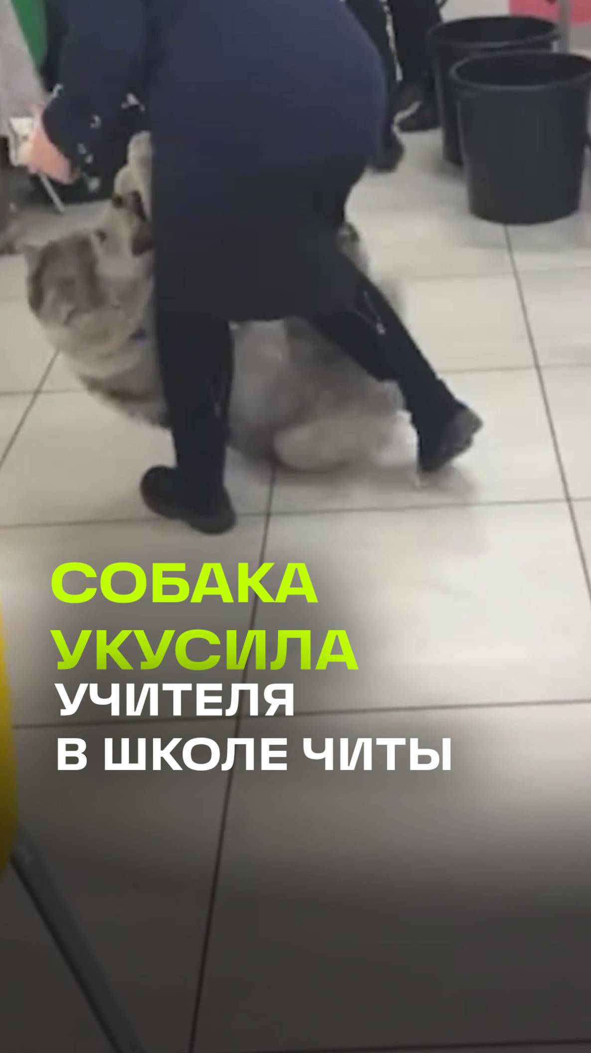 Собака укусила учителя в школе Читы. Как она проникла в столовую?