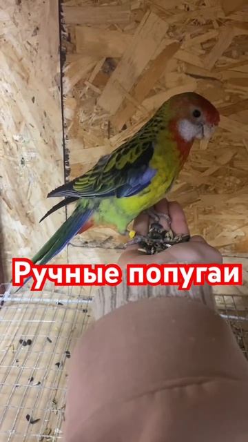 Как называются попугаи на видео? #shorts #попугаи #зоомагазин #волнистыйпопугай #ручнойпопугай