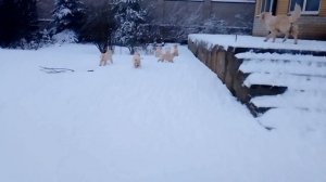 Прогулка . щенки золотистого ретривера