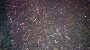 Дендробена.  Заселение коконов.