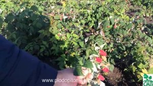 Малина и малина ремонтантная сорта Бриллиантовая, Полка, Рубиновое ожерелье и др.