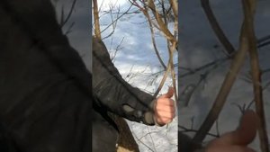 Сок из клёна
