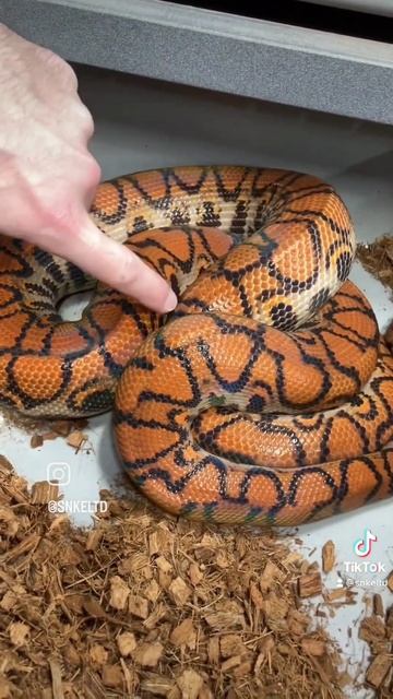 HAPPY VALENTINE’S DAY FROM MY BRAZILIAN RAINBOW BOA! ❤️🌈  #reptile #ballpython #snake #shorts