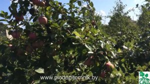 Яблоня сорт Слава победителям