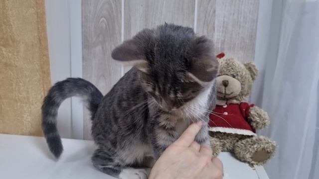 Котенок в добрые руки