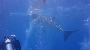 Whale Shark Feeding - Oslob 2012