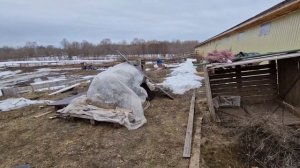 САМИ ПО СЕБЕ? Фермерство, строительство КСК, уборка территории, собственная конюшня, ремонт