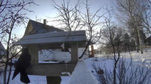 Галки тоже любят сало