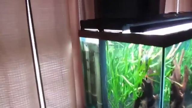 SOLD 120 gallon fresh water fish tank for sale. SOLD смотреть онлайн