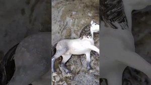 Лошади шляйх на прогулке 🐴🐎