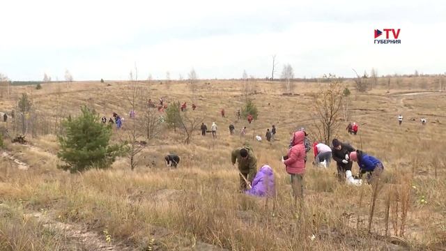 В Воронеже восстанавливают зелёный пояс, пострадавший из-за пожаров 2010 года