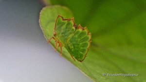 Treehopper disguises as leaf to escape hungry predators