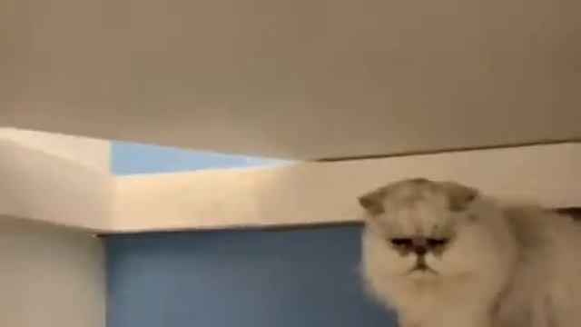 Oli Kitty Mail! смотреть онлайн