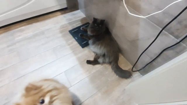 У Баси новое задание, с которым поможет только Рыся!