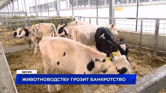 Животноводству грозит банкротство