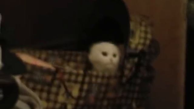 Rattlesnake-Cat смотреть онлайн