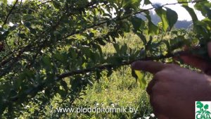 Алыча сорт Комета кубанская