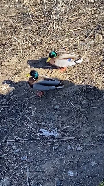 СЕЗОН ВЕСЕННЕЙ ОХОТЫ НА УТКУ 2024 ДВА ДРУГА СЕЛЕЗНЯ shorts shortsvideo shortsyoutube subscribe