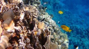 Риф в бухте Coral Bay Шарм эль Шейх