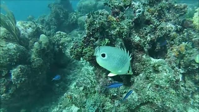 Cuba Scuba Diving смотреть онлайн