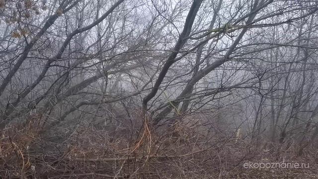 Почему дети стали агрессивными?! смотреть онлайн