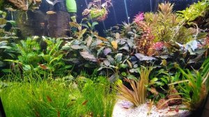 Аквариум креветочник 30 литров