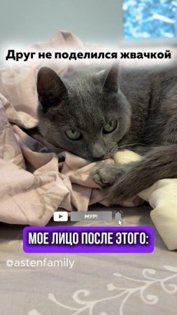 Не поделился#astenfamily#кототерапия #кошечки#приколыкоты#котыприколы#смешныекотики