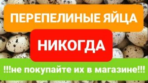 ПЕРЕПЕЛИНЫЕ ЯЙЦА // ГДЕ КУПИТЬ ЛУЧШИЕ ИЗ НИХ
