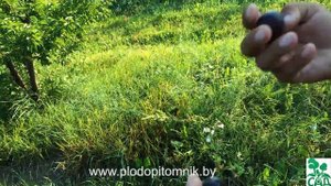 Алыча сорт Витьба